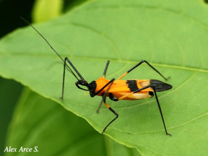 Zelus vespiformis