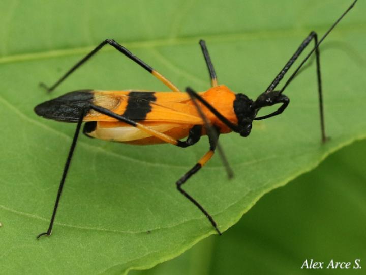 Zelus vespiformis