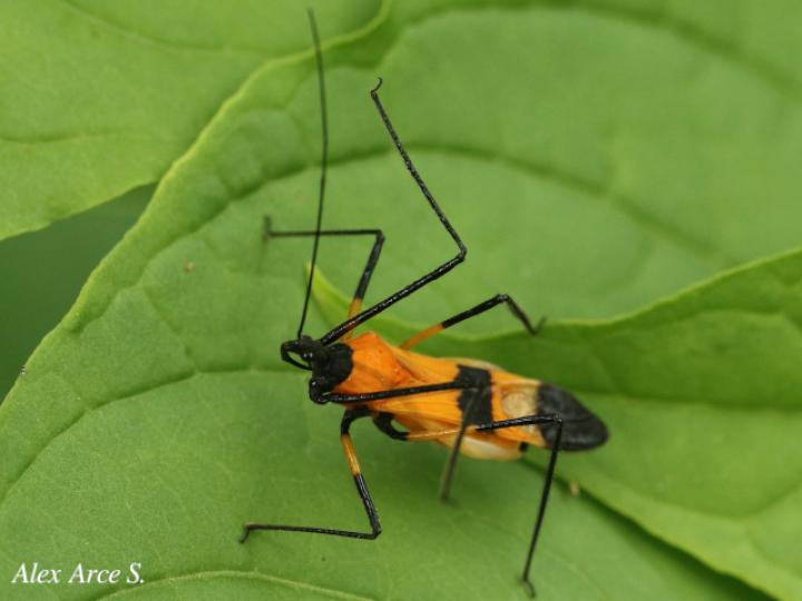 Zelus vespiformis
