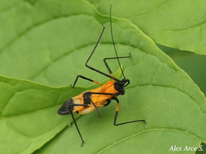Zelus vespiformis