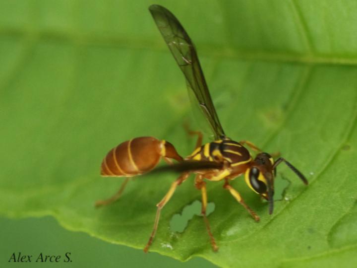 Agelaia centralis (Avispa de cavidades central)