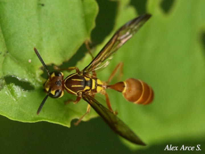 Agelaia centralis (Avispa de cavidades central)