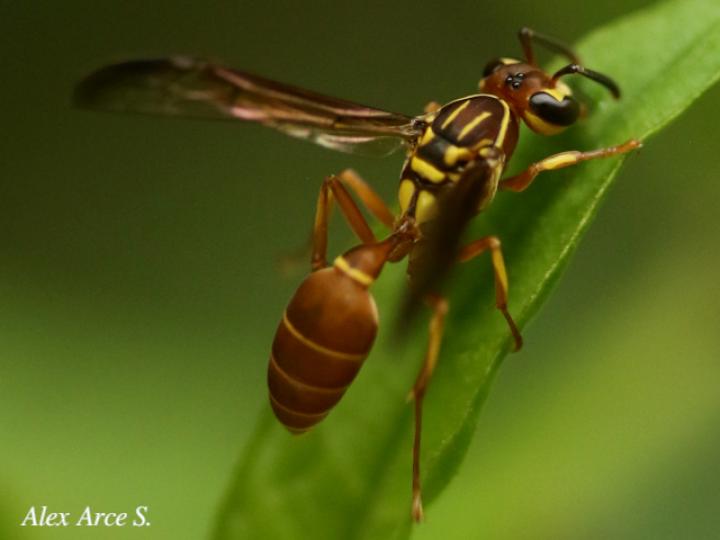 Agelaia centralis (Avispa de cavidades central)