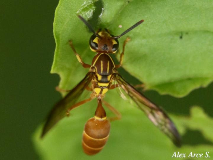 Agelaia centralis (Avispa de cavidades central)