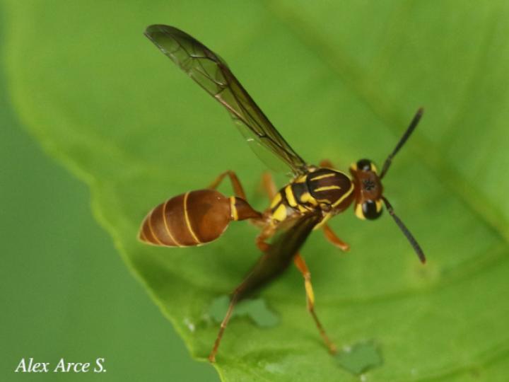 Agelaia centralis (Avispa de cavidades central)