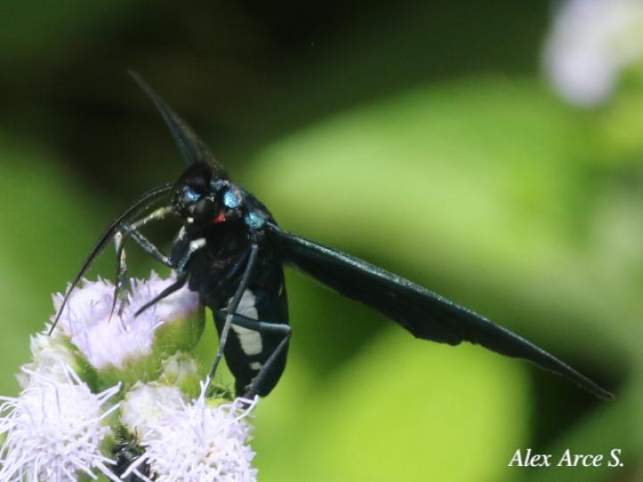 Antichloris viridis