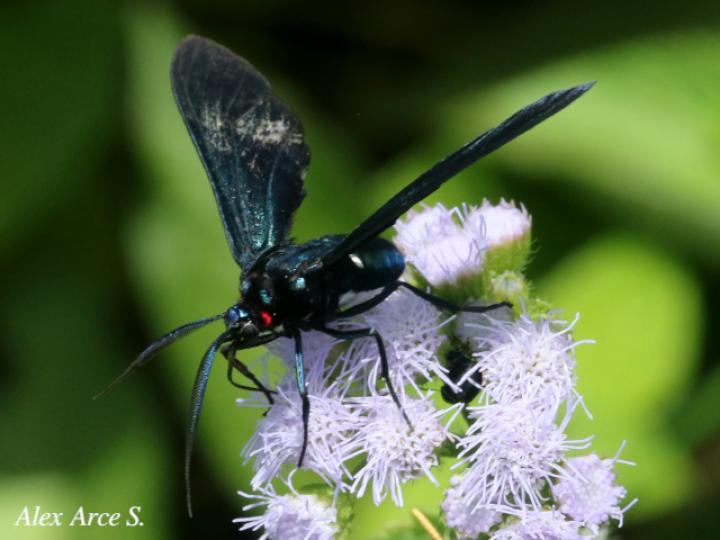 Antichloris viridis