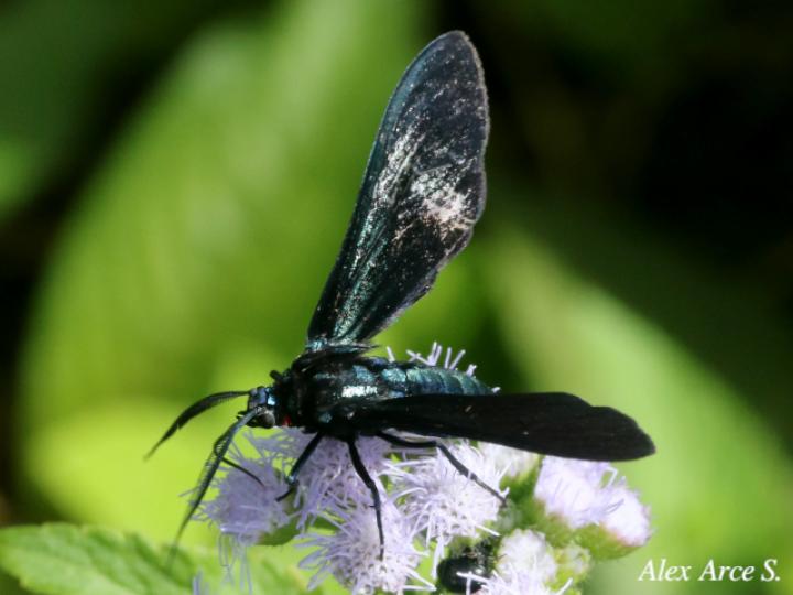 Antichloris viridis