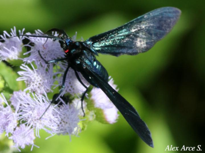 Antichloris viridis