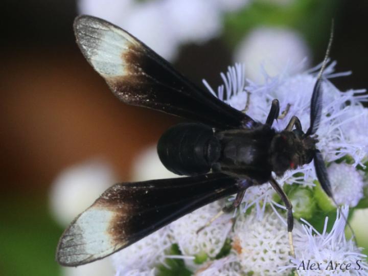 Anycles anthracina