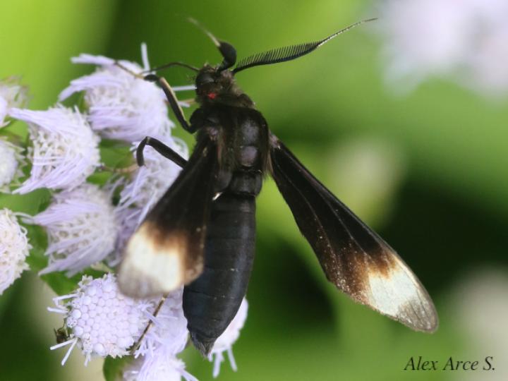 Anycles anthracina
