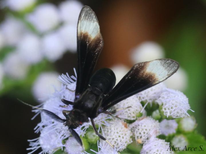 Anycles anthracina