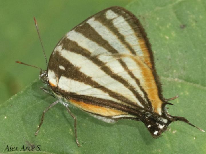 Arawacus togarna