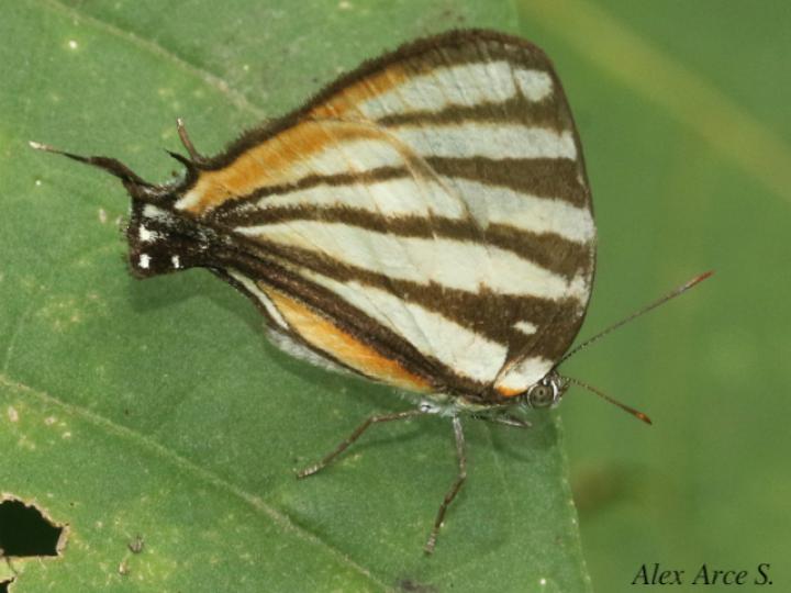 Arawacus togarna