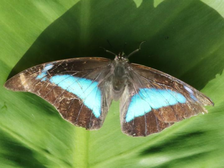 Archaeoprepona demophon