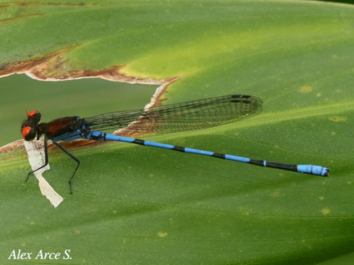 Argia cupraurea