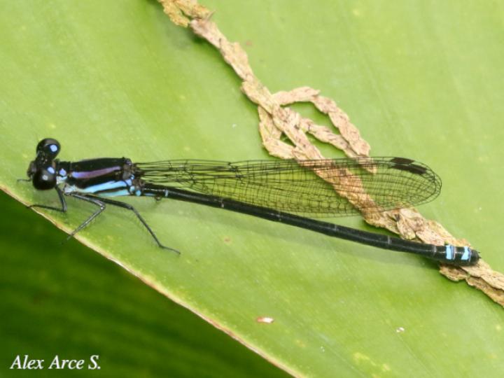 Argia translata (Azulilla de arroyo fusca)