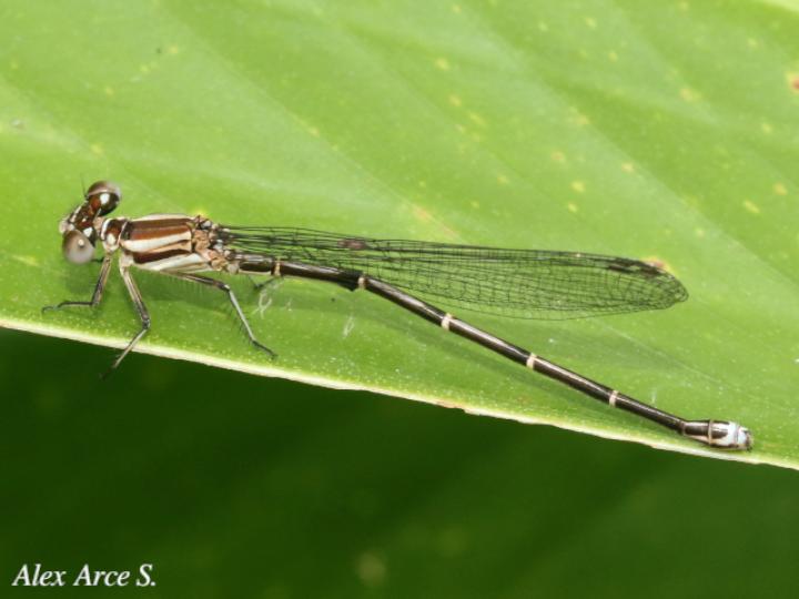 Argia translata (Azulilla de arroyo fusca)