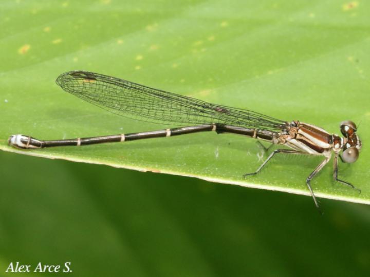 Argia translata (Azulilla de arroyo fusca)