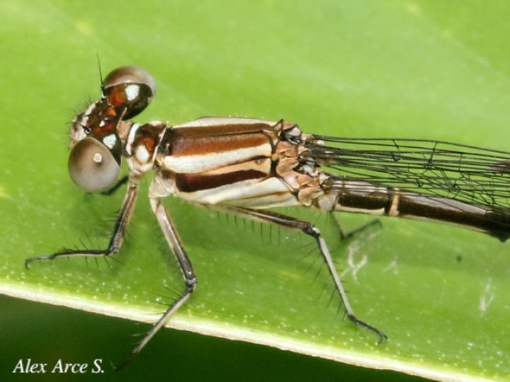 Argia translata (Azulilla de arroyo fusca)