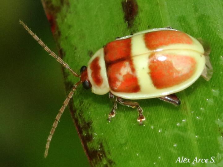 Asphaera discicollis