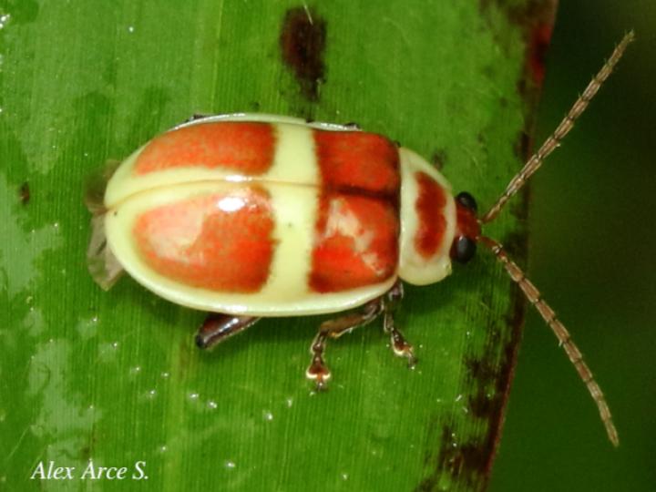 Asphaera discicollis