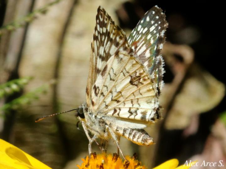 Burnsius oileus (Saltarina a cuadros tropical)
