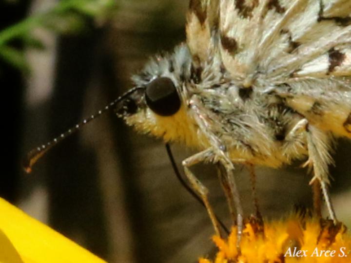 Burnsius oileus (Saltarina a cuadros tropical)