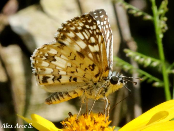 Burnsius oileus (Saltarina a cuadros tropical)