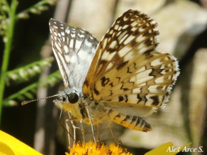 Burnsius oileus (Saltarina a cuadros tropical)