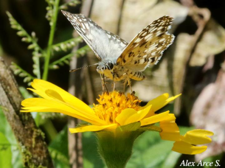 Burnsius oileus (Saltarina a cuadros tropical)