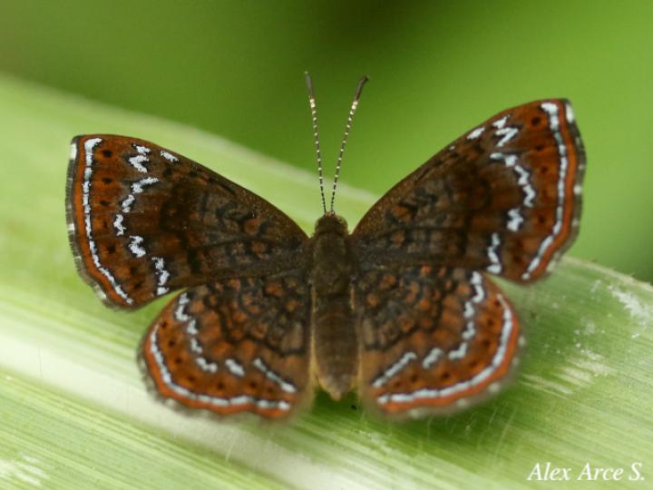 Calephelis perditalis