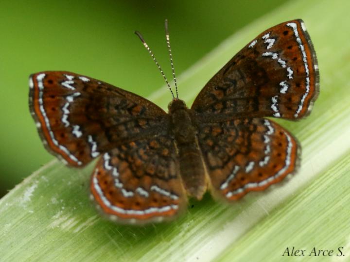 Calephelis perditalis