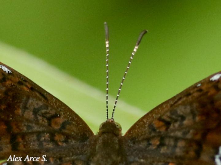 Calephelis perditalis