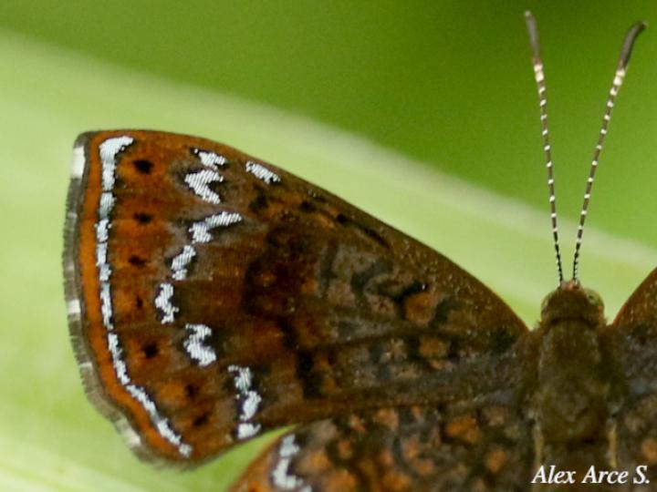 Calephelis perditalis
