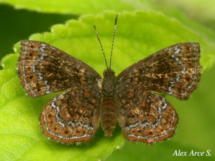 Calephelis perditalis