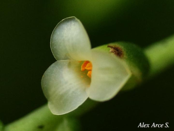 Catopsis sessiliflora