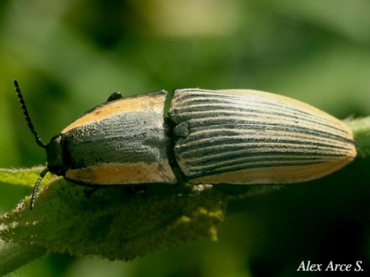 Chalcolepidius bomplandii