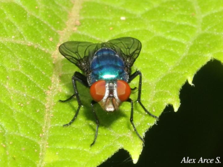 Chrysomya megacephala