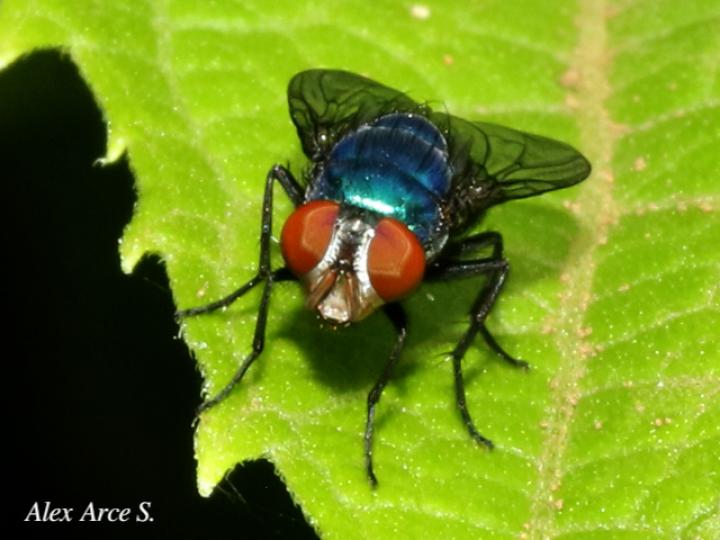 Chrysomya megacephala