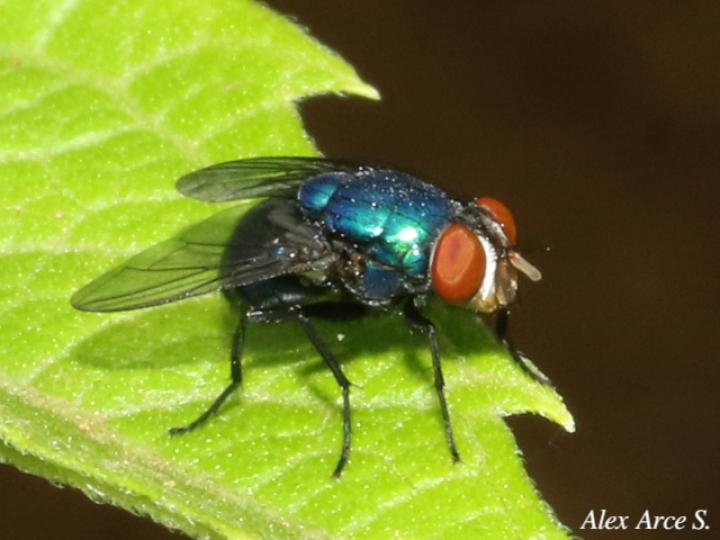 Chrysomya megacephala