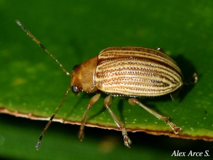 Colaspis brunnea