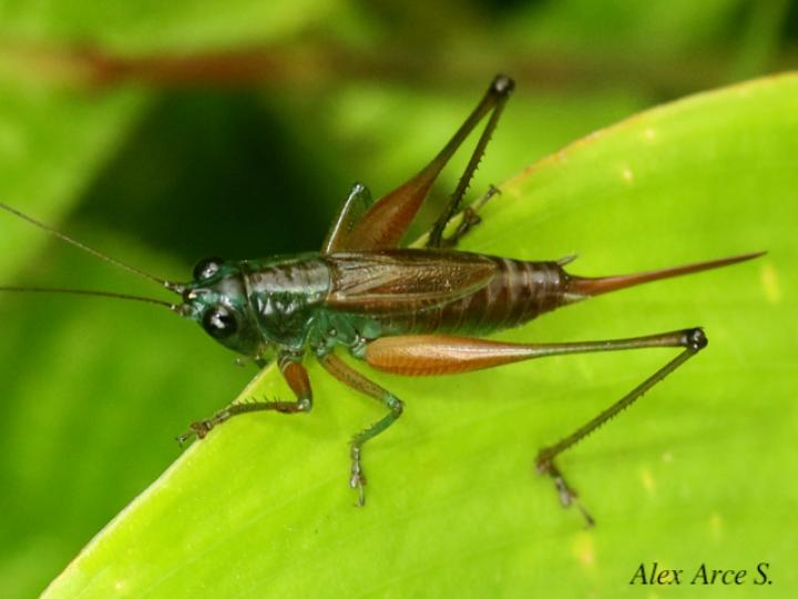 Conocephalus angustifrons
