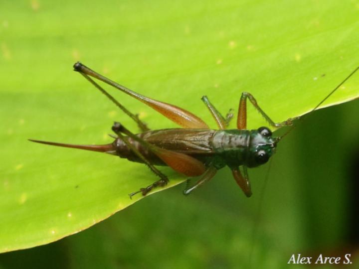 Conocephalus angustifrons