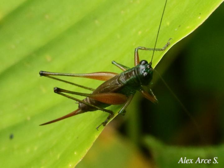 Conocephalus angustifrons