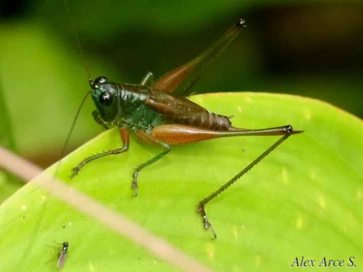 Conocephalus angustifrons
