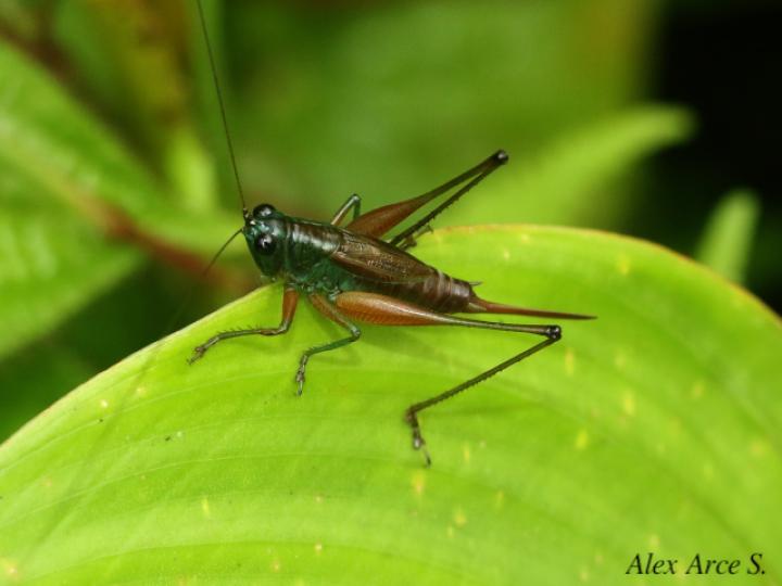 Conocephalus angustifrons