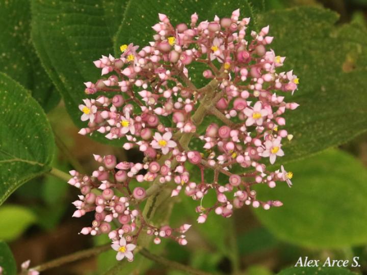 Conostegia subcrustulata (Uña de gato)