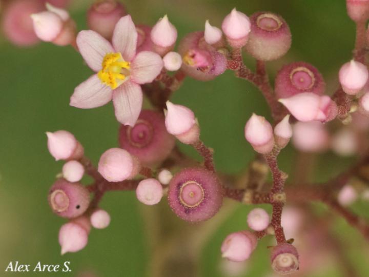 Conostegia subcrustulata (Uña de gato)