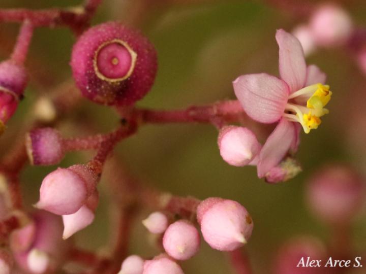 Conostegia subcrustulata (Uña de gato)